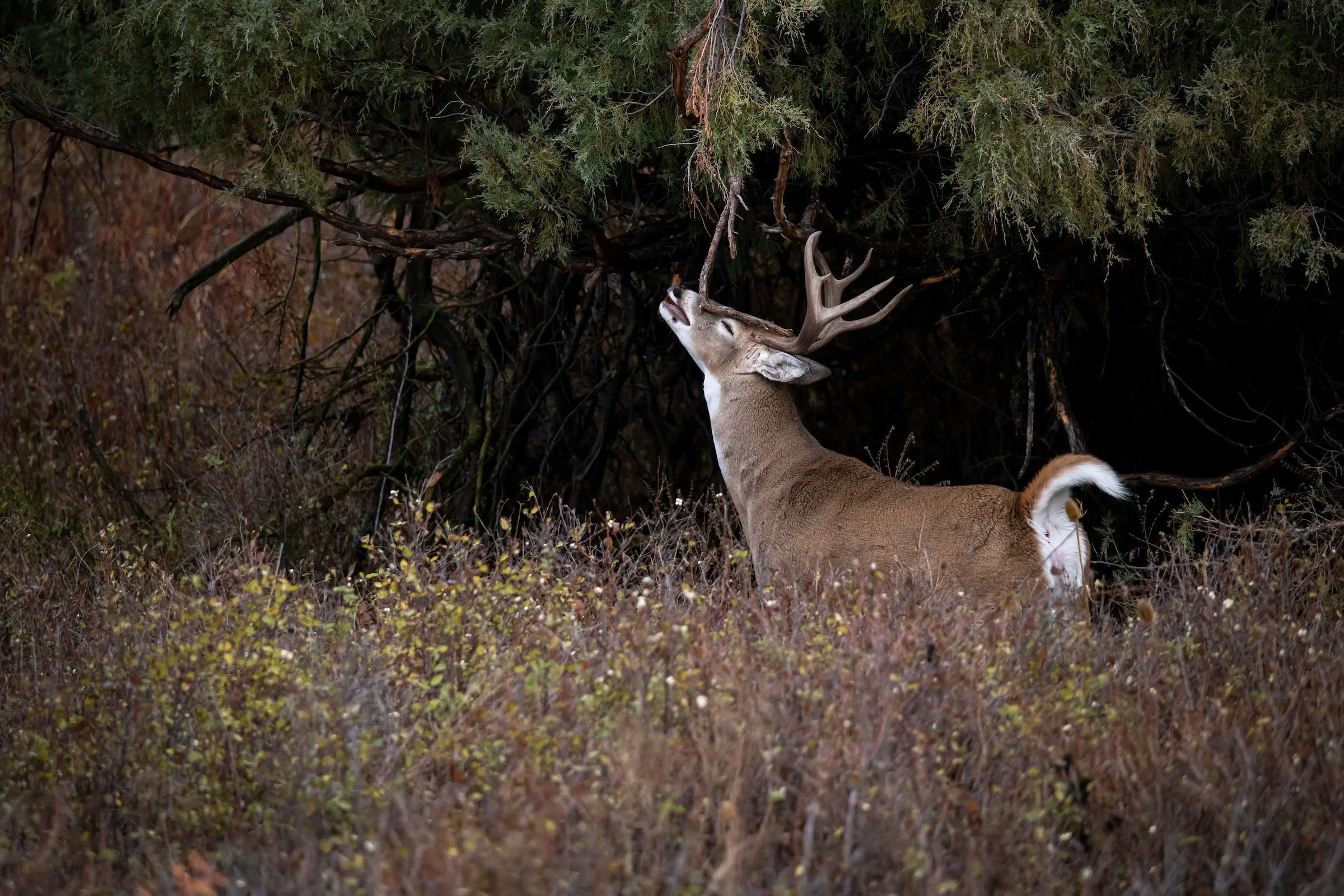 photo of a whitetail buck making a scrape