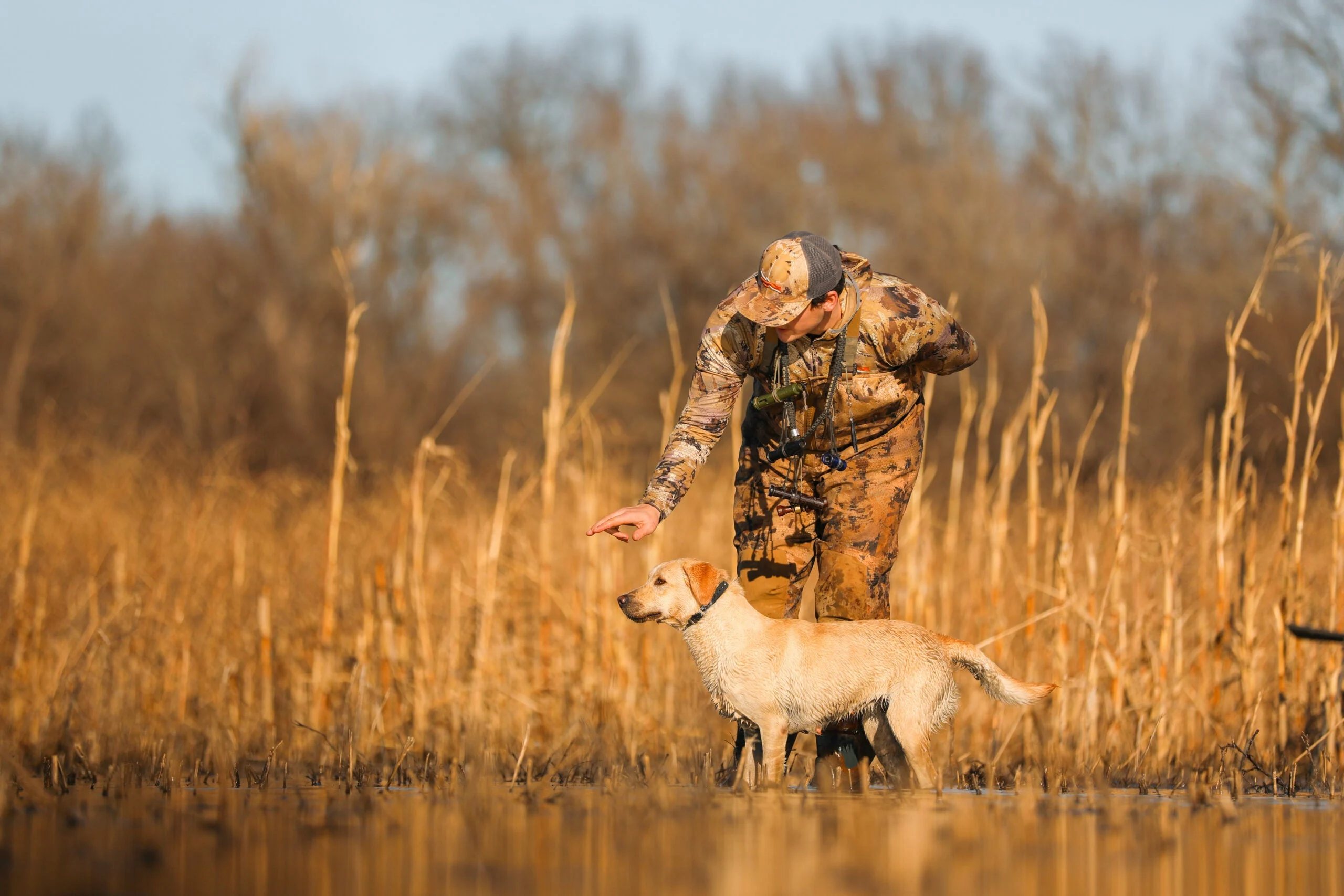 Hunting Dogs photo