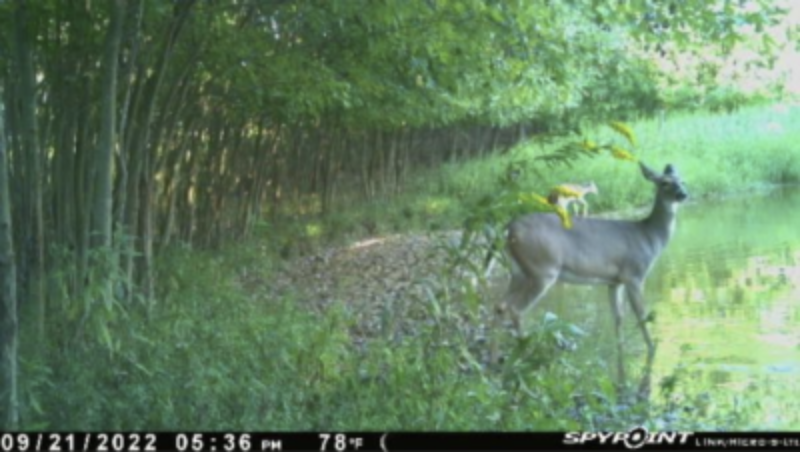 wildest trail camera photo, piggyback fawn