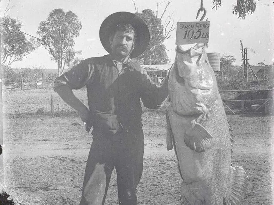 A black and white photo of an angler posing next to a large 105-pound Murray Cod.