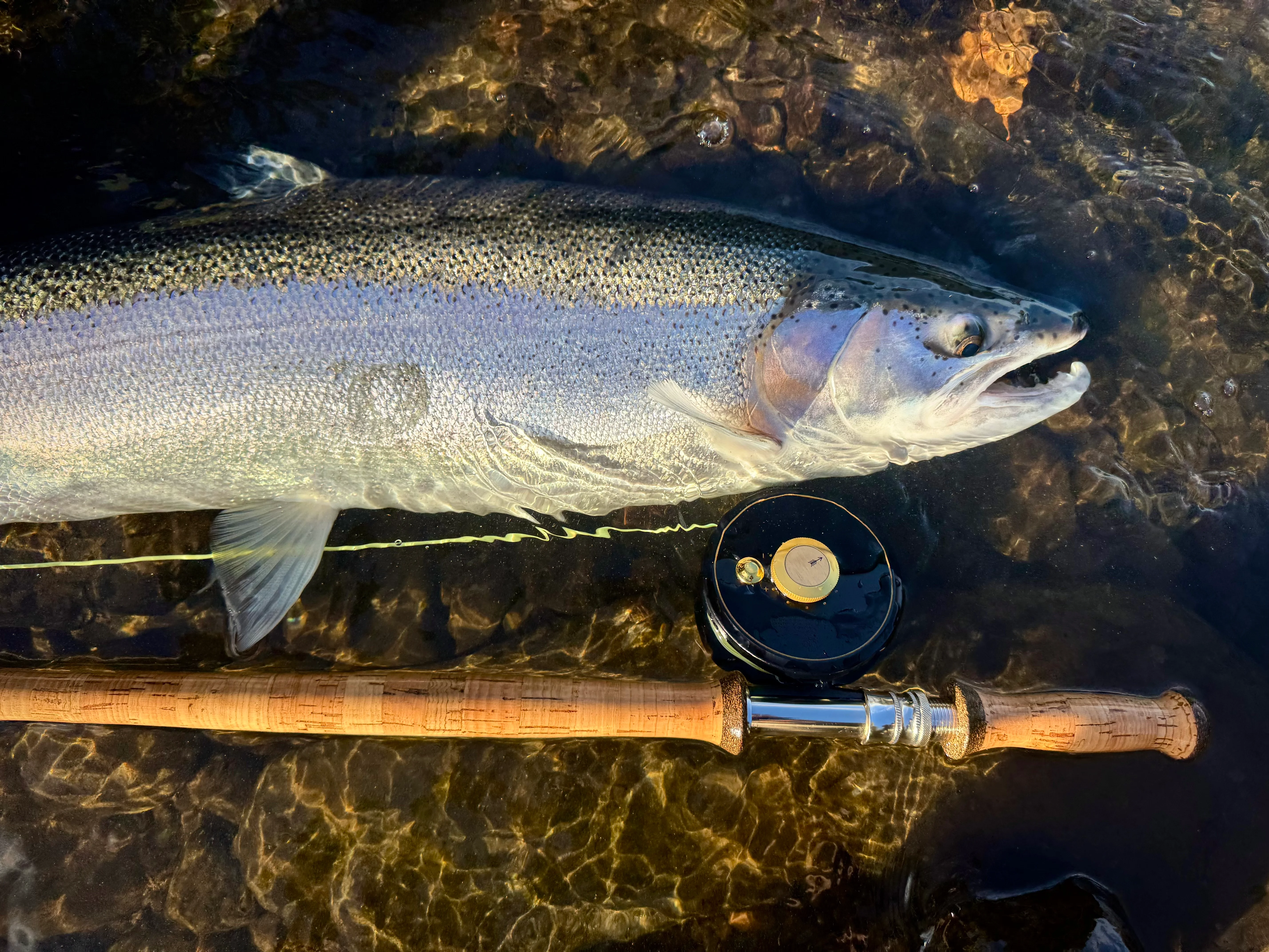 Hardy Sovereign reel with steelhead