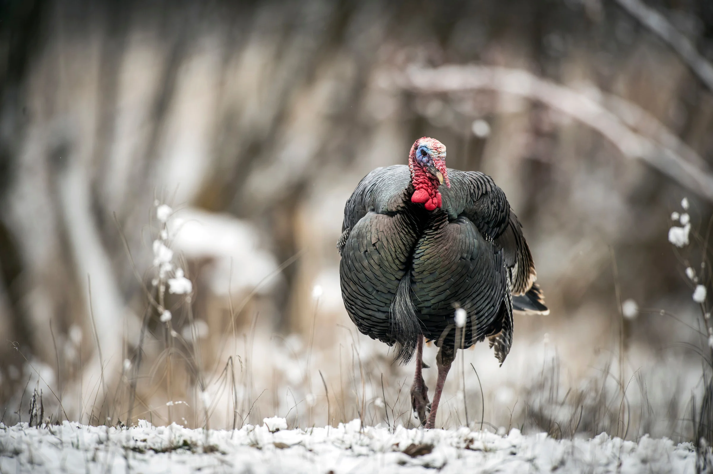 A lone tom turkey walks over a blanket of snow. 