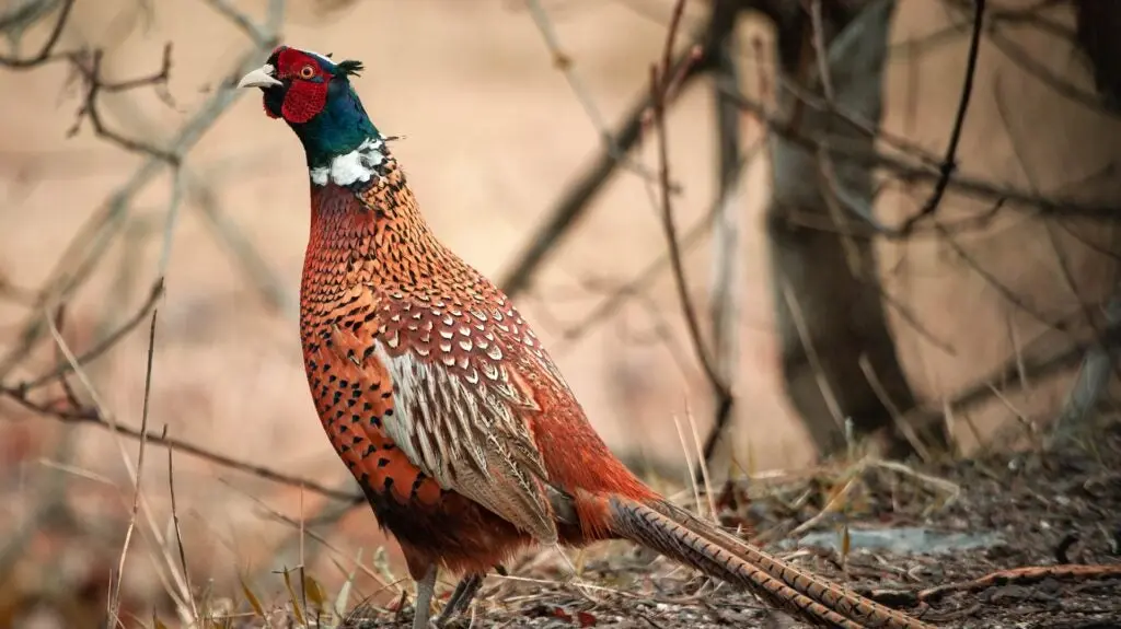 Ringneck pheasant in woods