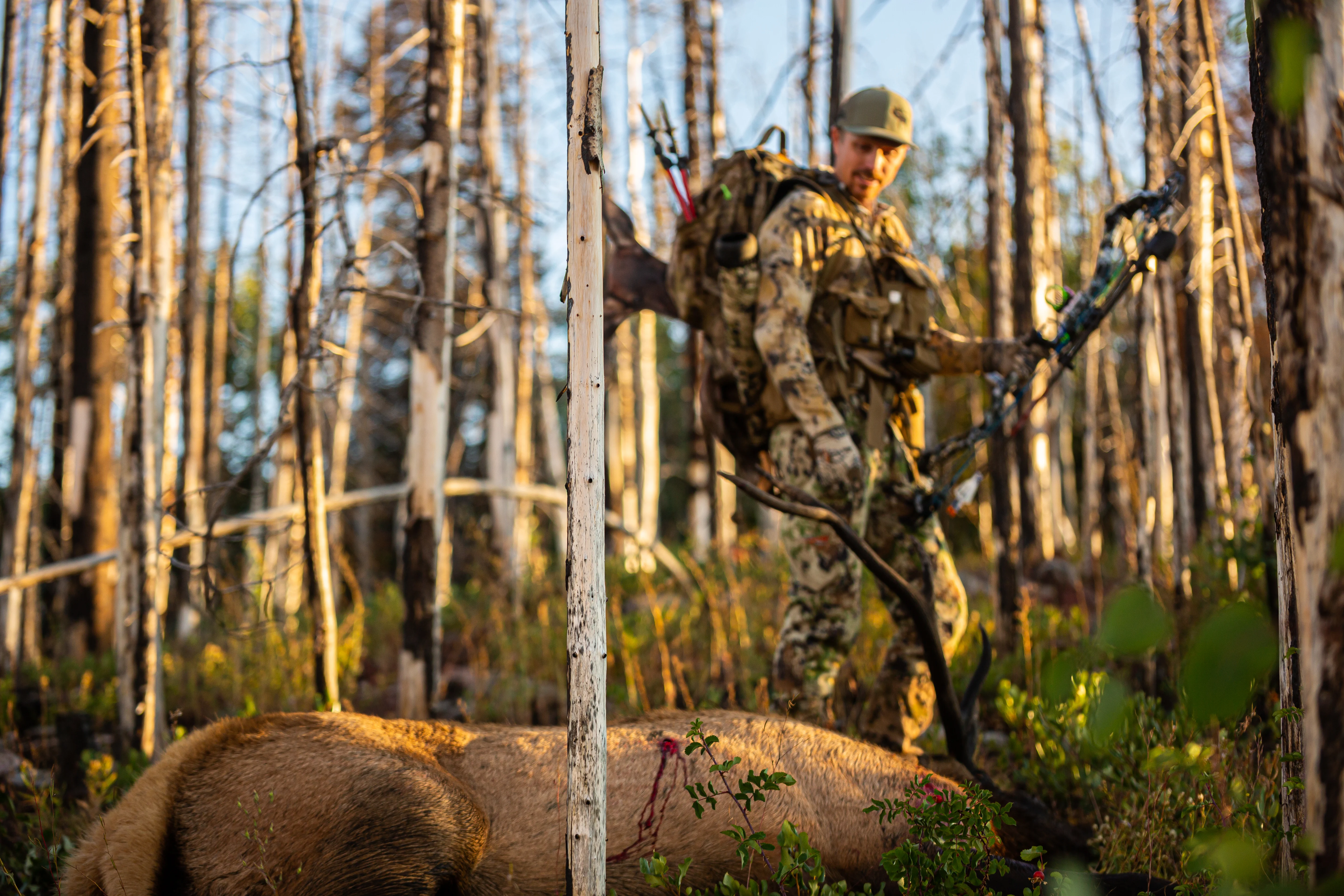 Archery hunter looking over a bull elk after making a good shot.