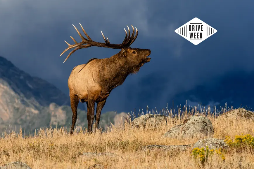 Bull elk bugling.