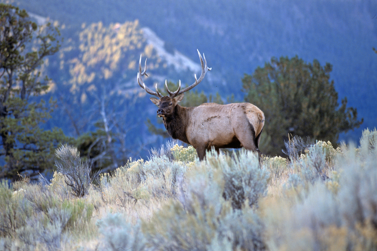 Bull elk in the mountains.