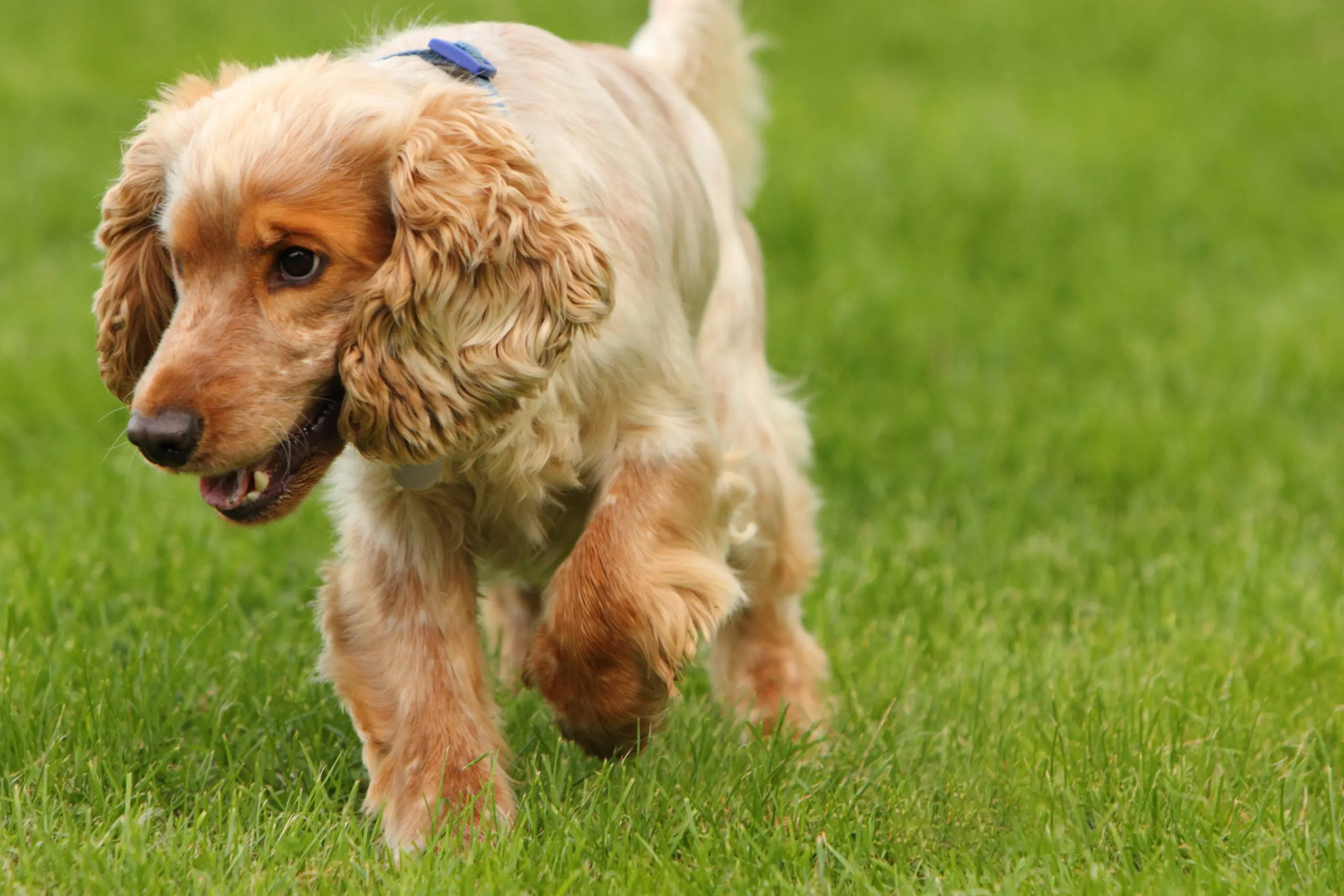 photo of an English cocker spaniel bird dog in a field