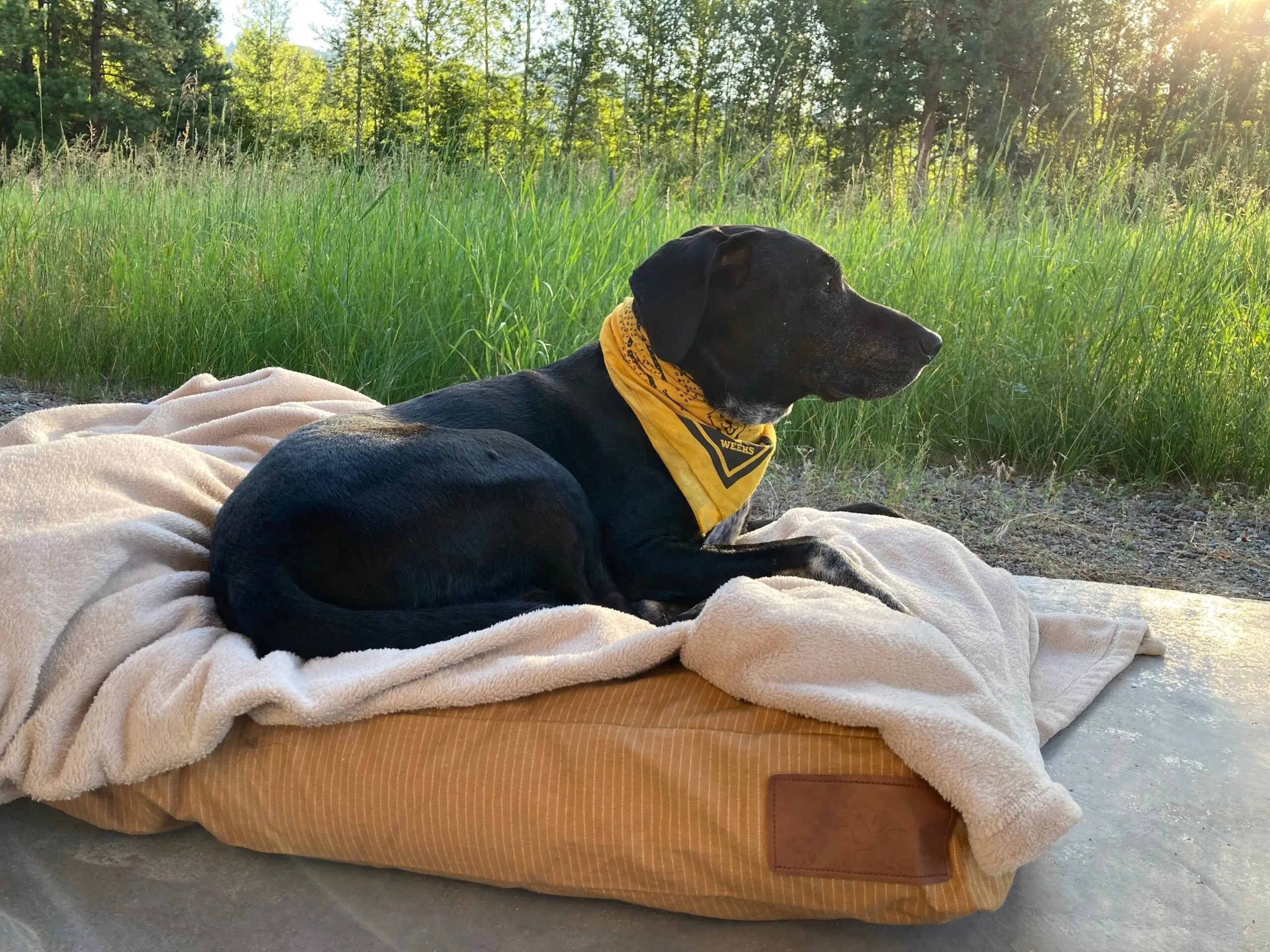 The 7 Best Outdoor Dog Beds of 2024