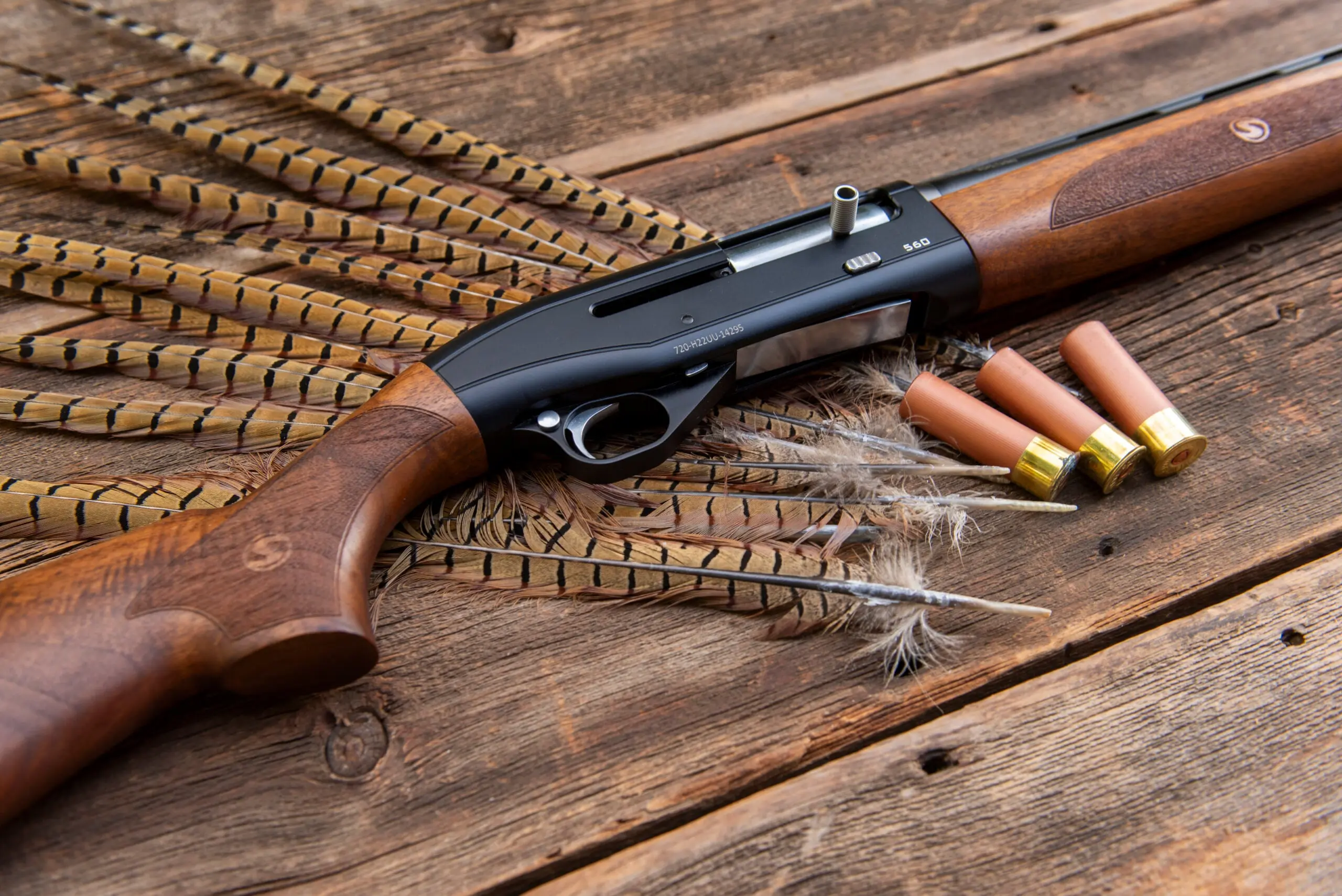 The new Steven 560 shotgun lying on an old barn siding with pheasant tail feathers and shotgun shells