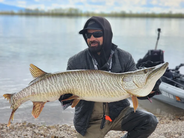 An angler poses with a world record tiger muskie caught in Montana.