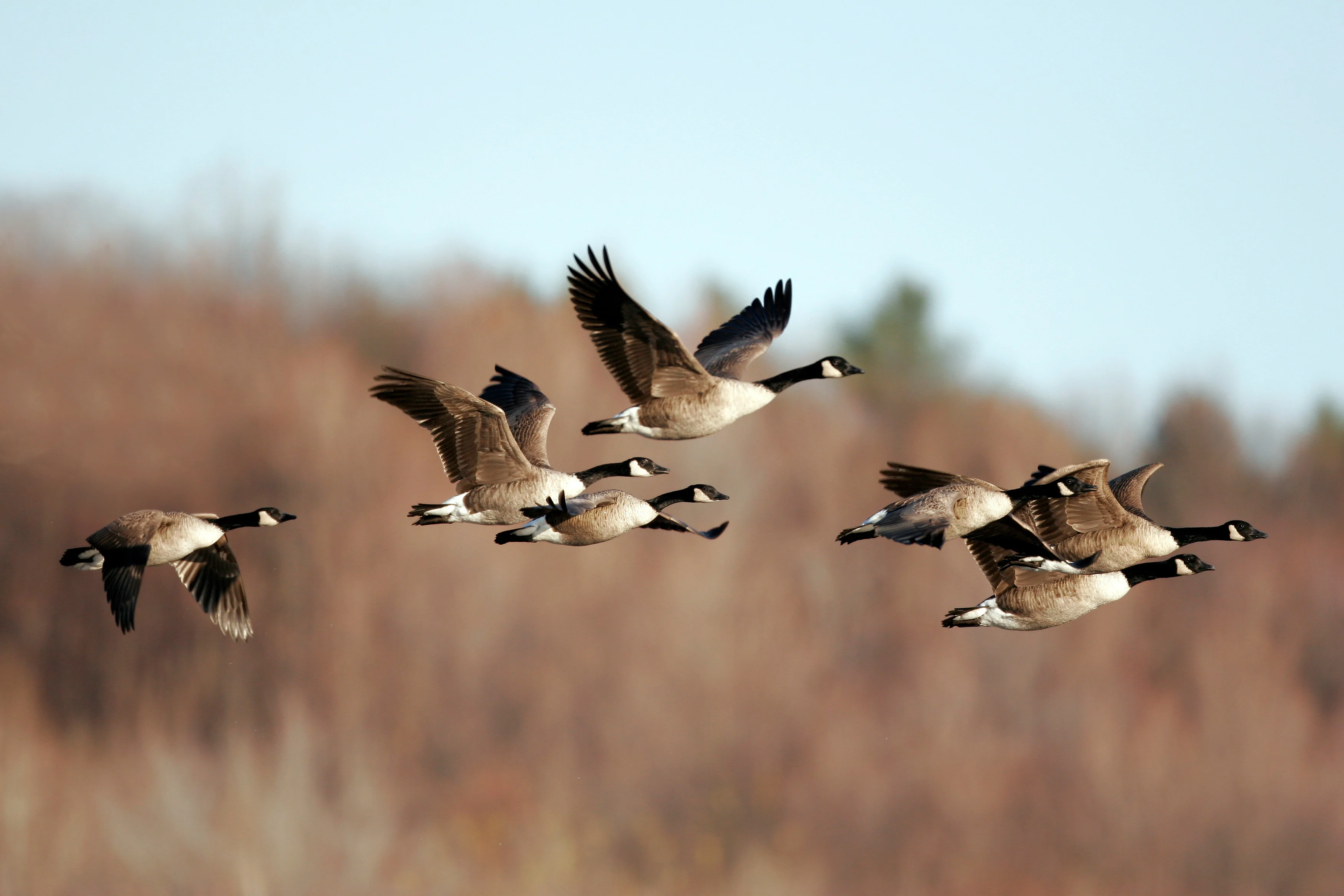 Canada Geese