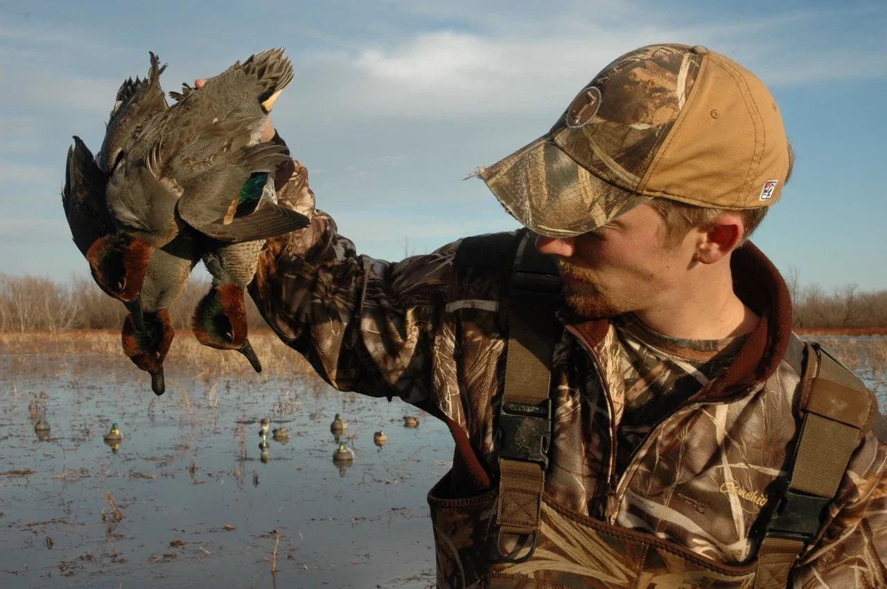 A hunter holds up three drake green-winged teal with shotgun broken over his arm