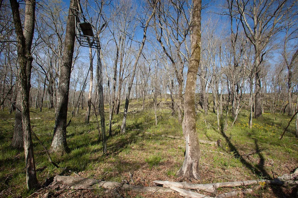 ladder stand set up in a grove of trees.