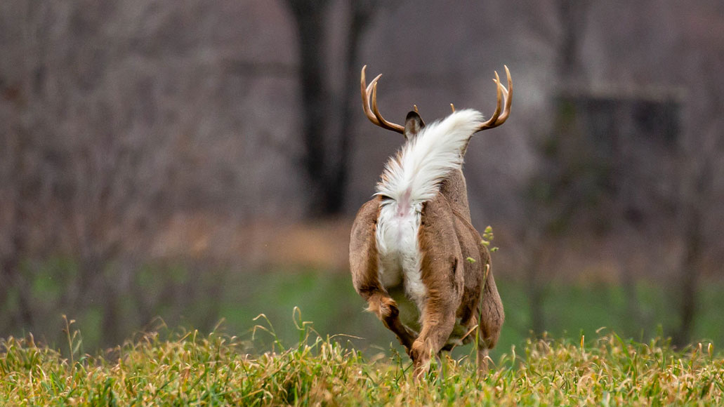 White Tailed Deer Bump and Run
