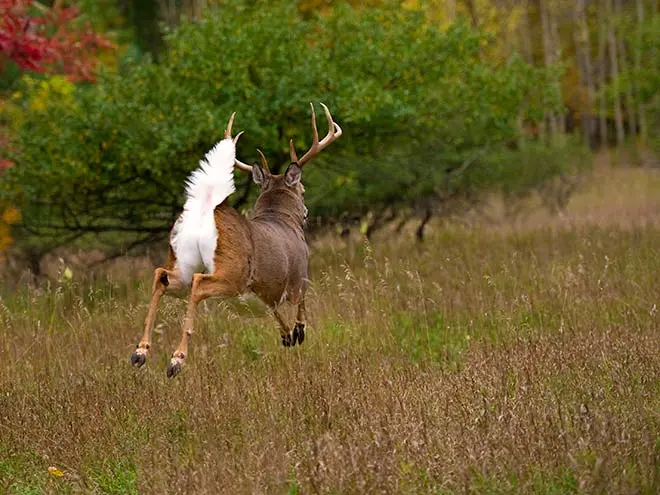 White Tailed Deer Bump and Run