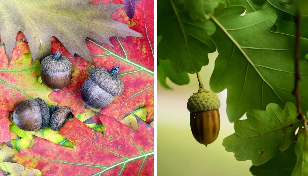 photo of oak and acorns