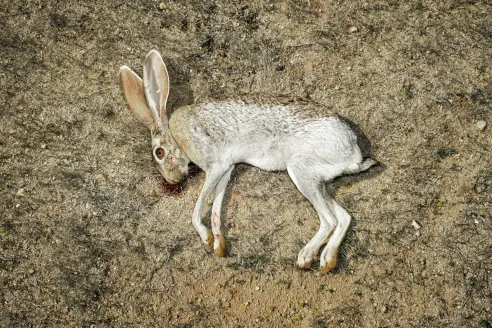 A jackrabbit shot on a hunt in Arizona