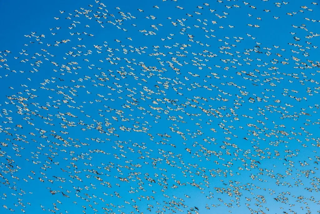 A flock of snow geese in the air.