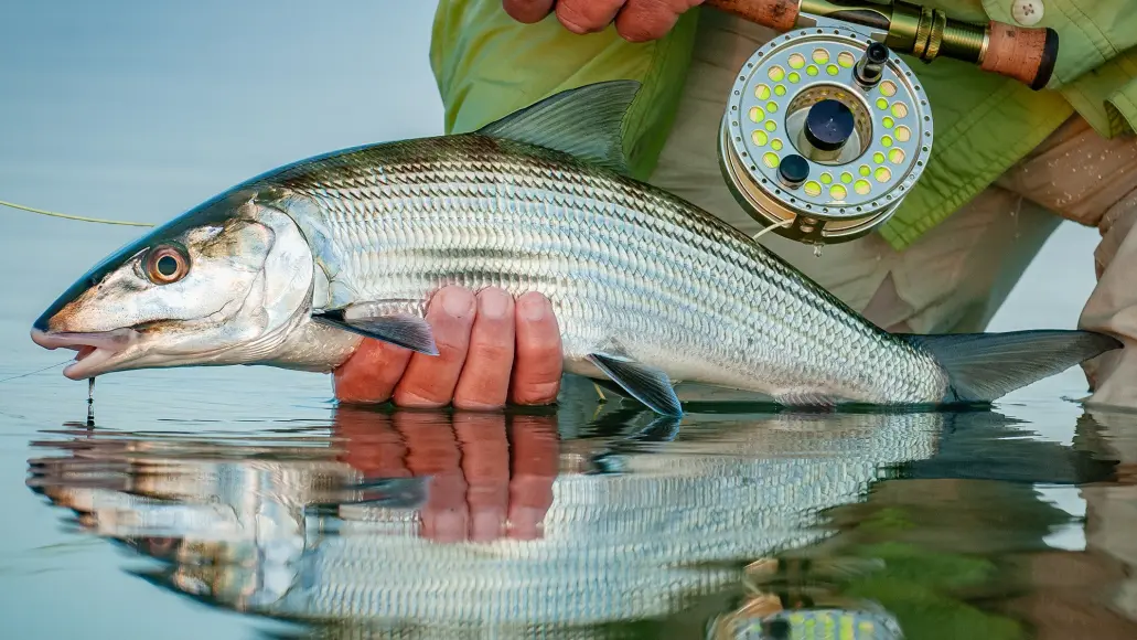 bonefish just above the water is supported by the hand of a fly angler whose reel is visible