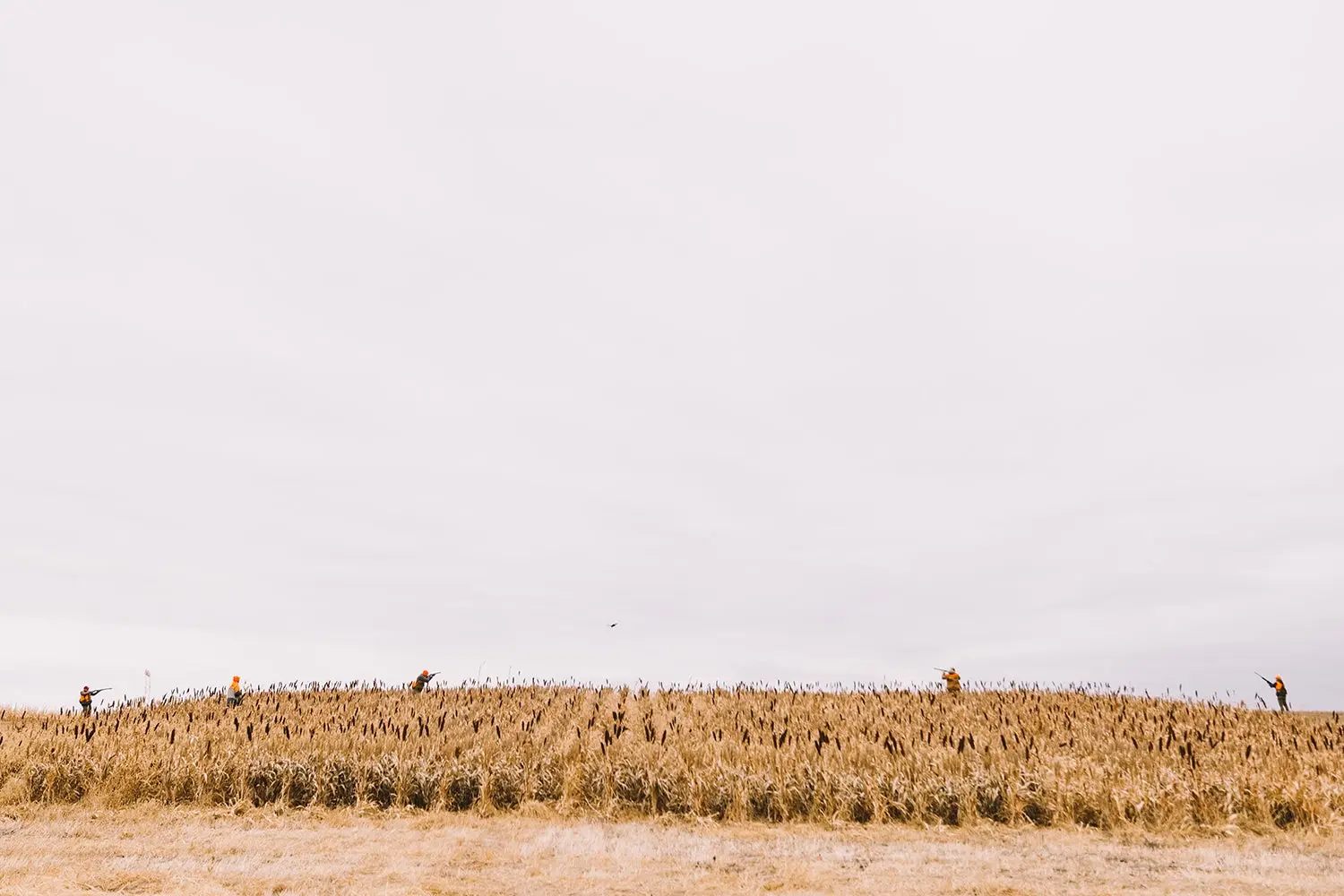 four hunters in field shoot at flying pheasant