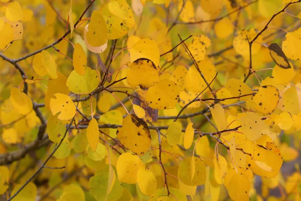 Golden yellow aspen leaves on branches.