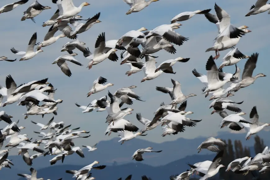 Flock of snow geese