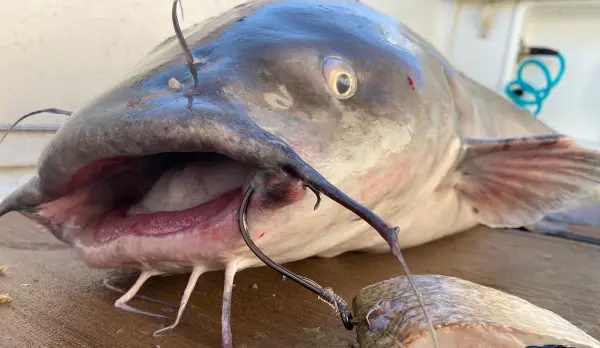 Catfish on a table.