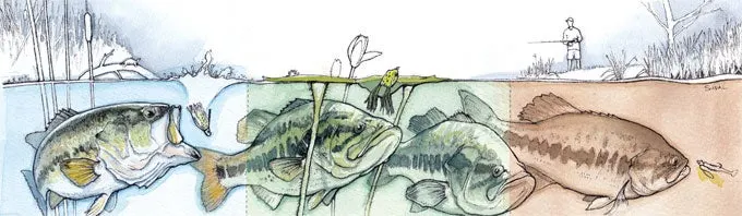 Largemouth bass swim near the water's surface.