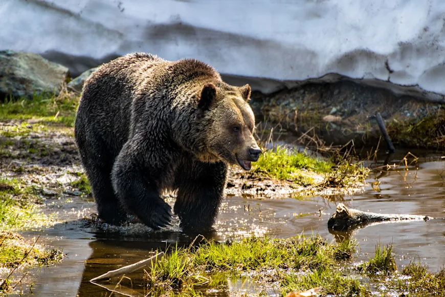 A grizzly bear in front of a snow bank in British Columbia.