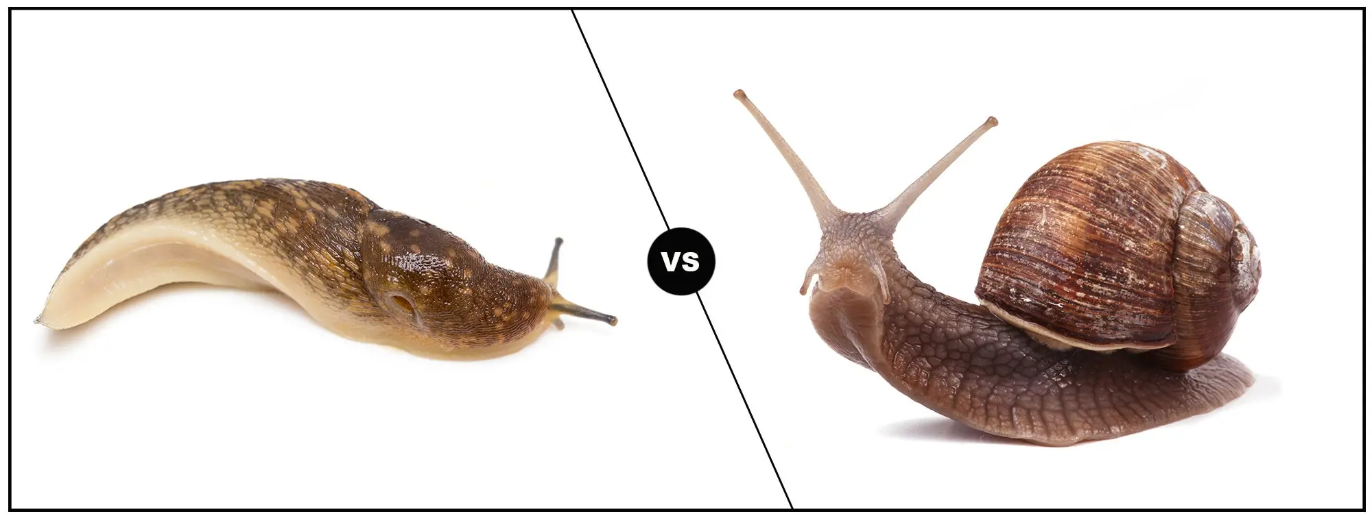 A slug on the left and a snail on the right, both on white background