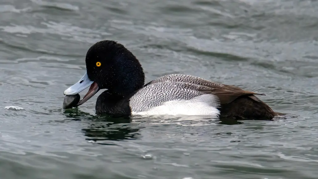 drake bluebill duck with clam in mouth