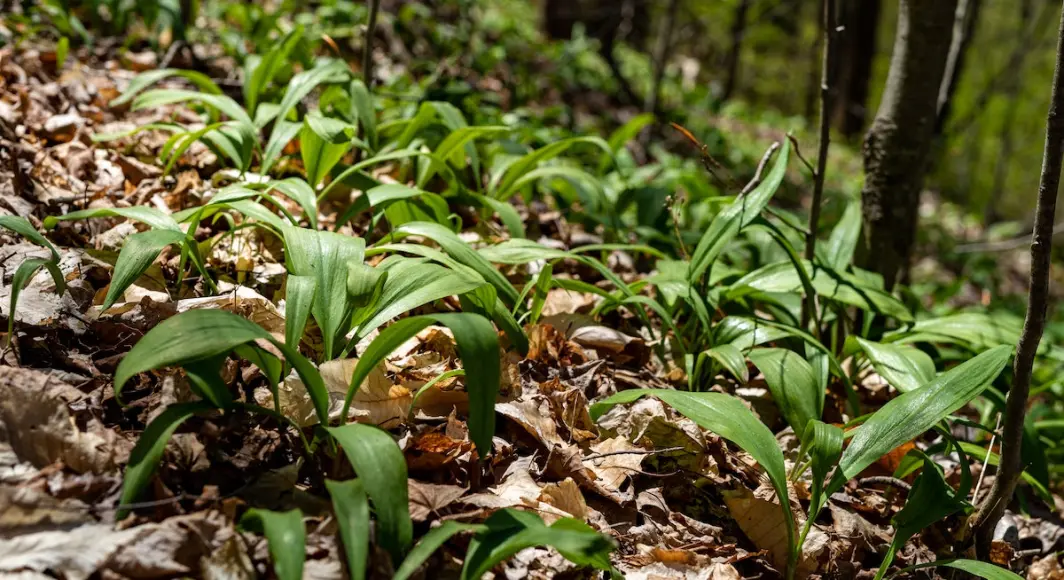 Patch of ramps in a shady place in the woods.