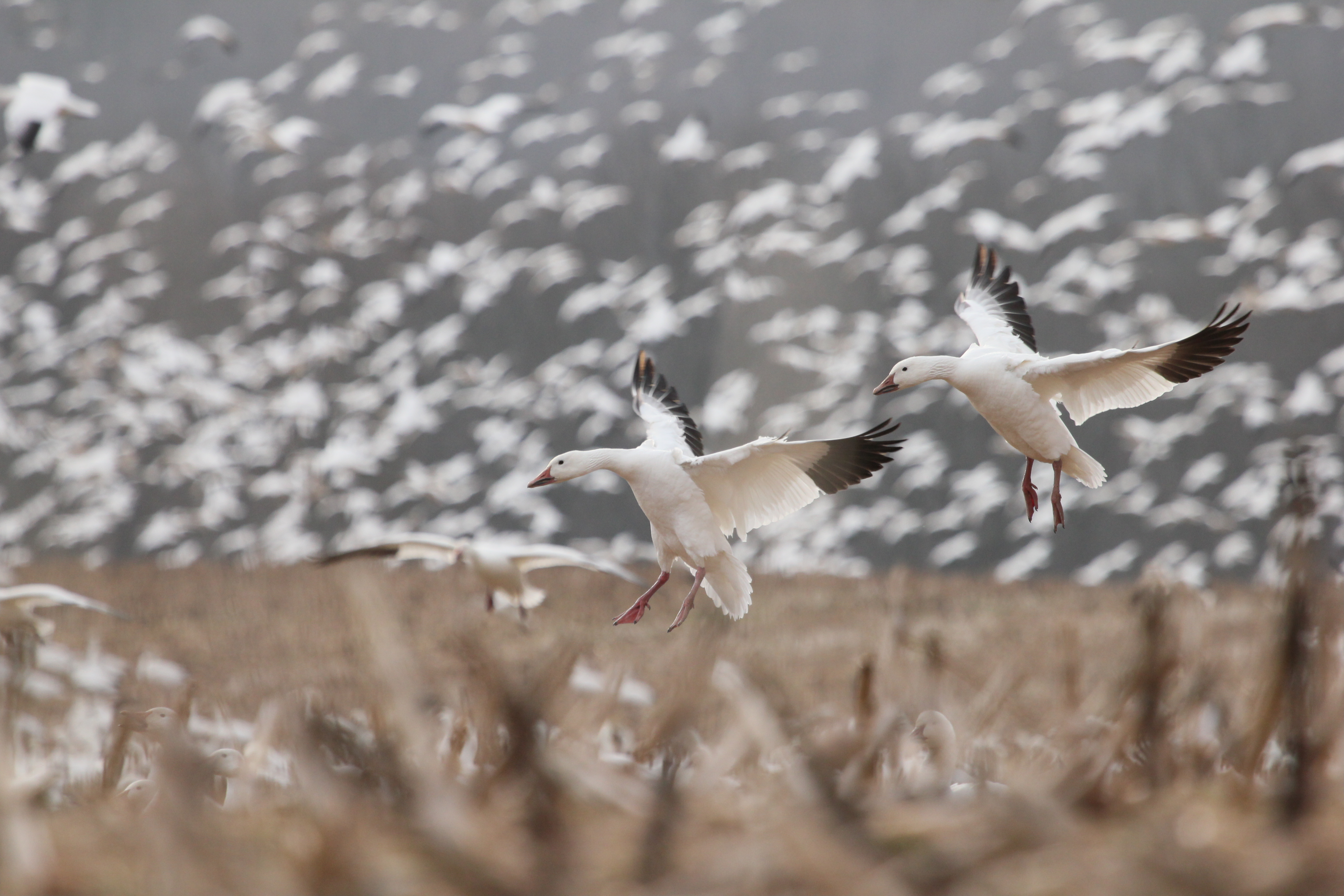 Snow geese by the hundreds land in a farm field. 