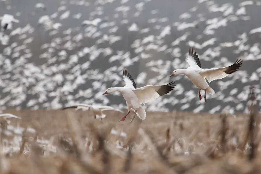 Snow geese by the hundreds land in a farm field.