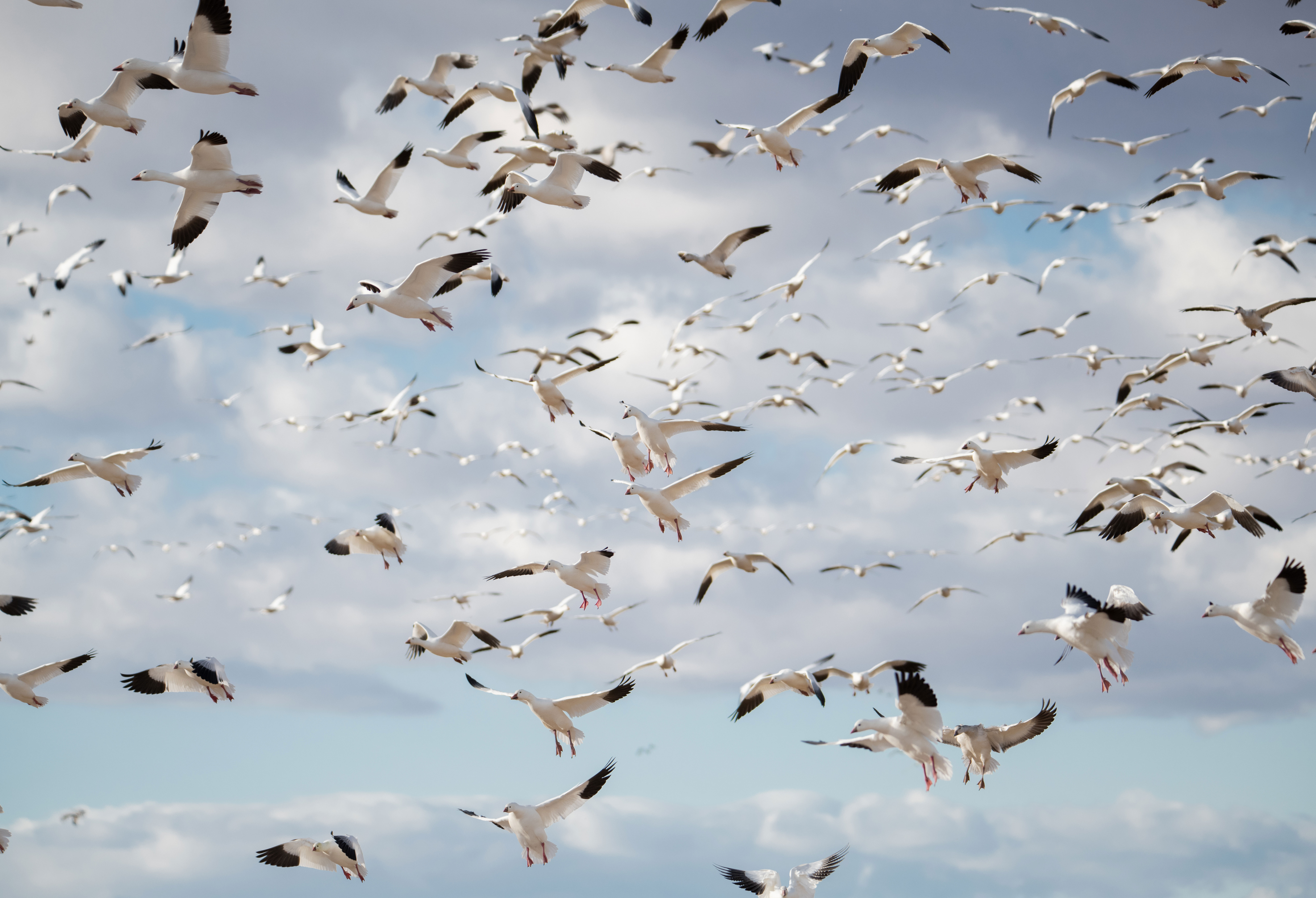 Snow geese by the hundreds land in a farm field. 