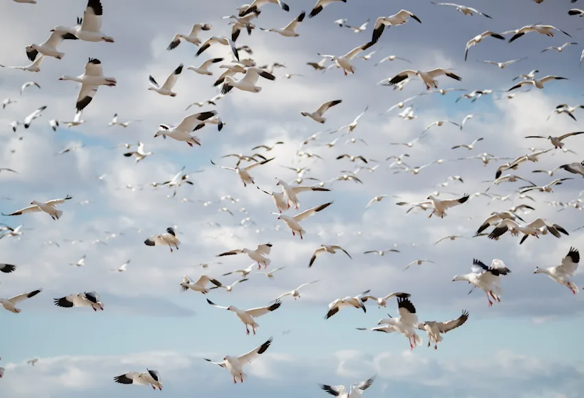 Snow geese by the hundreds land in a farm field.