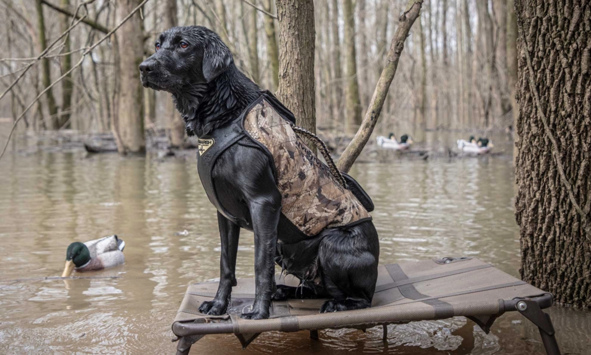 Black lab wearing Momarsh VersaVest Hunting Dog Vest
