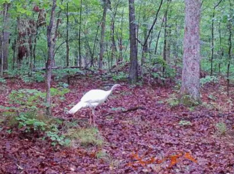 trail-camera photo of albino turkey