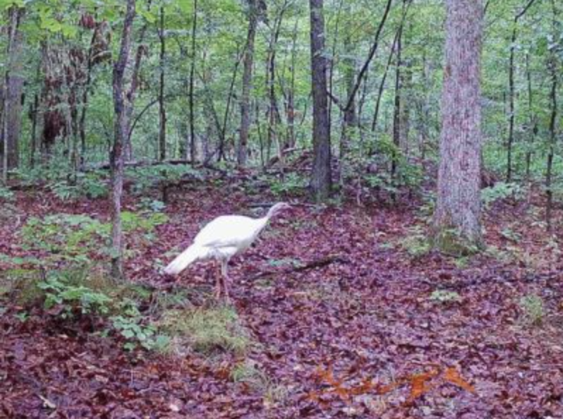 trail-camera photo of albino turkey