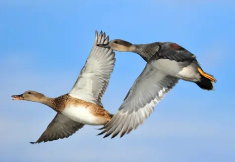 two gadwalls fly