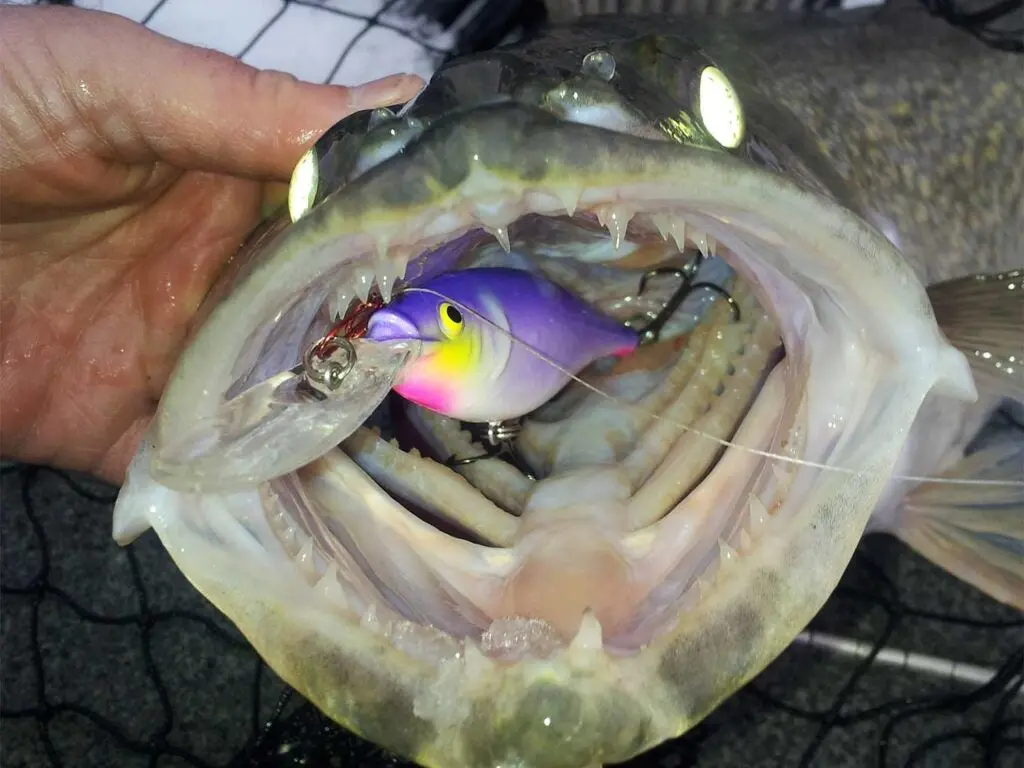 a crankbait in the mouth of a walleye