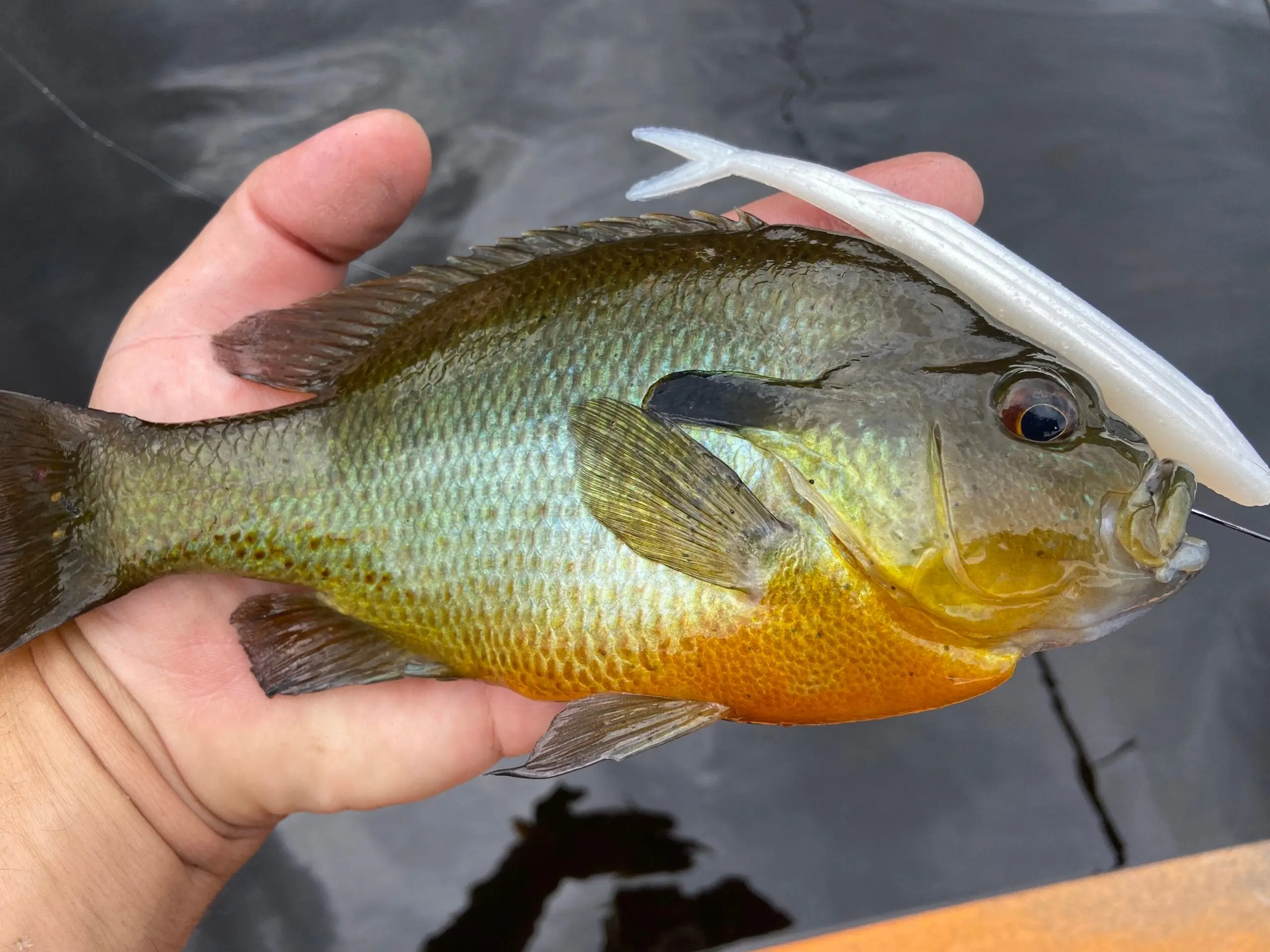 Fisherman holding a redbreast sunfish