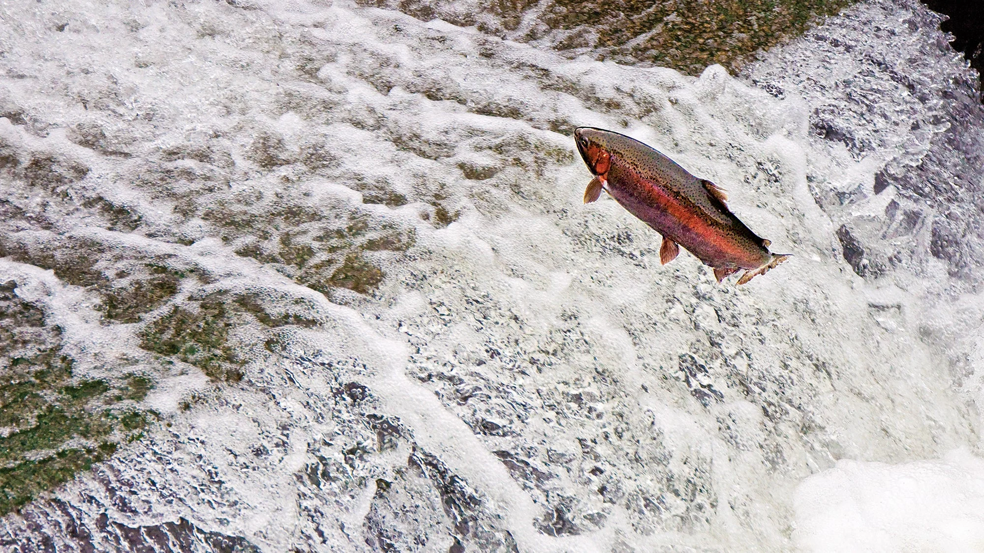 Steelhead leaping upstream over a dam.