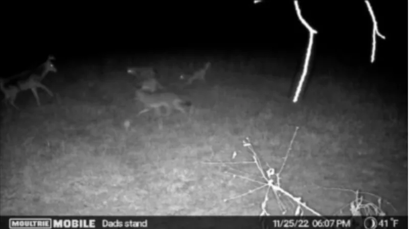 wildest trail camera photos, coyotes and buck