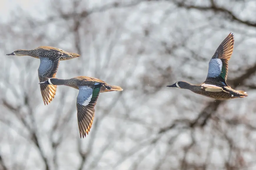 A hen and two drake blue-winged teal fly through the air. 