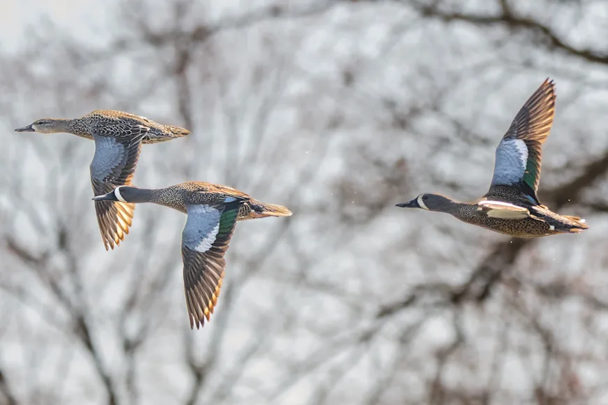A hen and two drake blue-winged teal fly through the air.