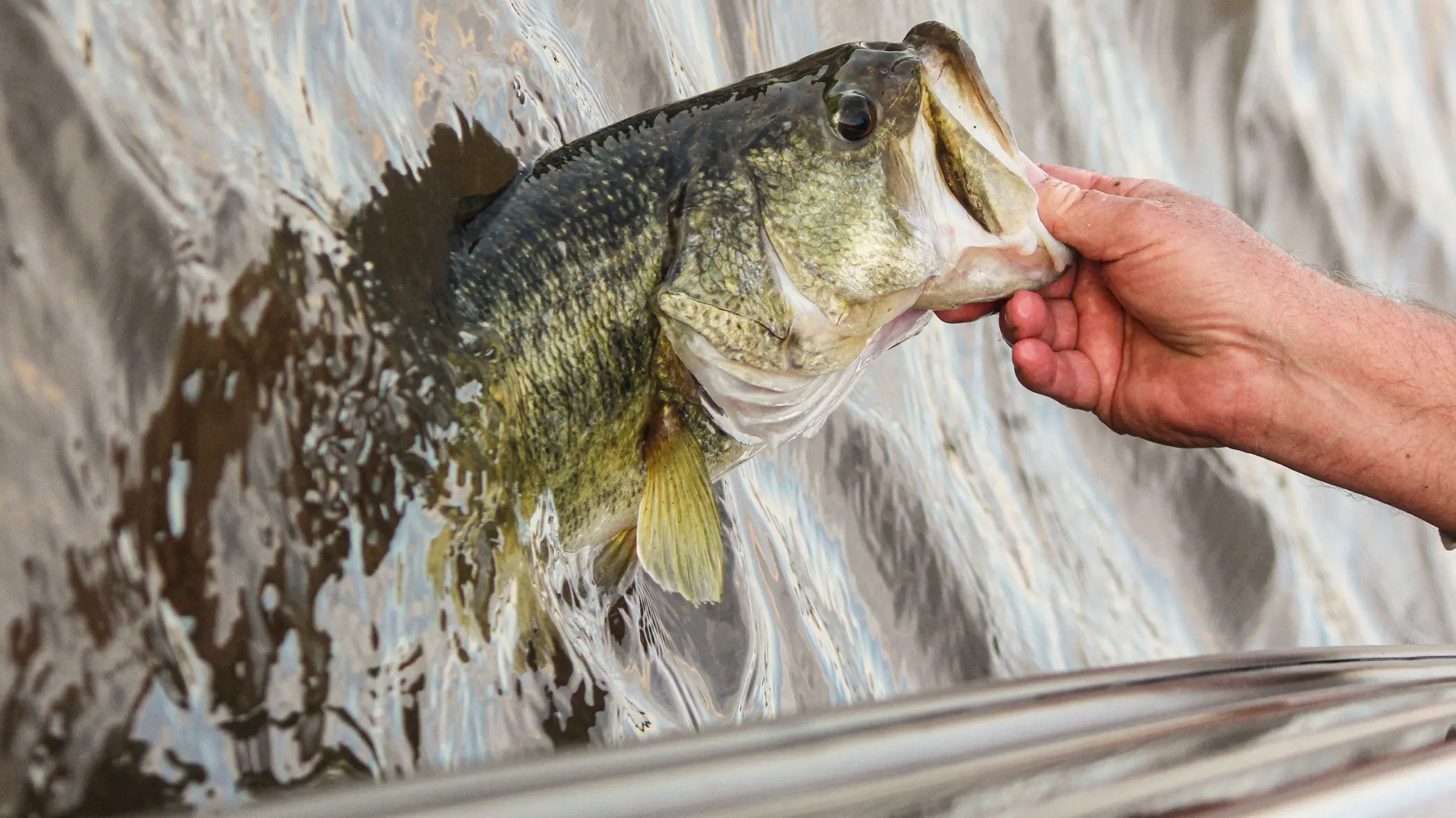 An angler lips a nice largemouth bass at boatside