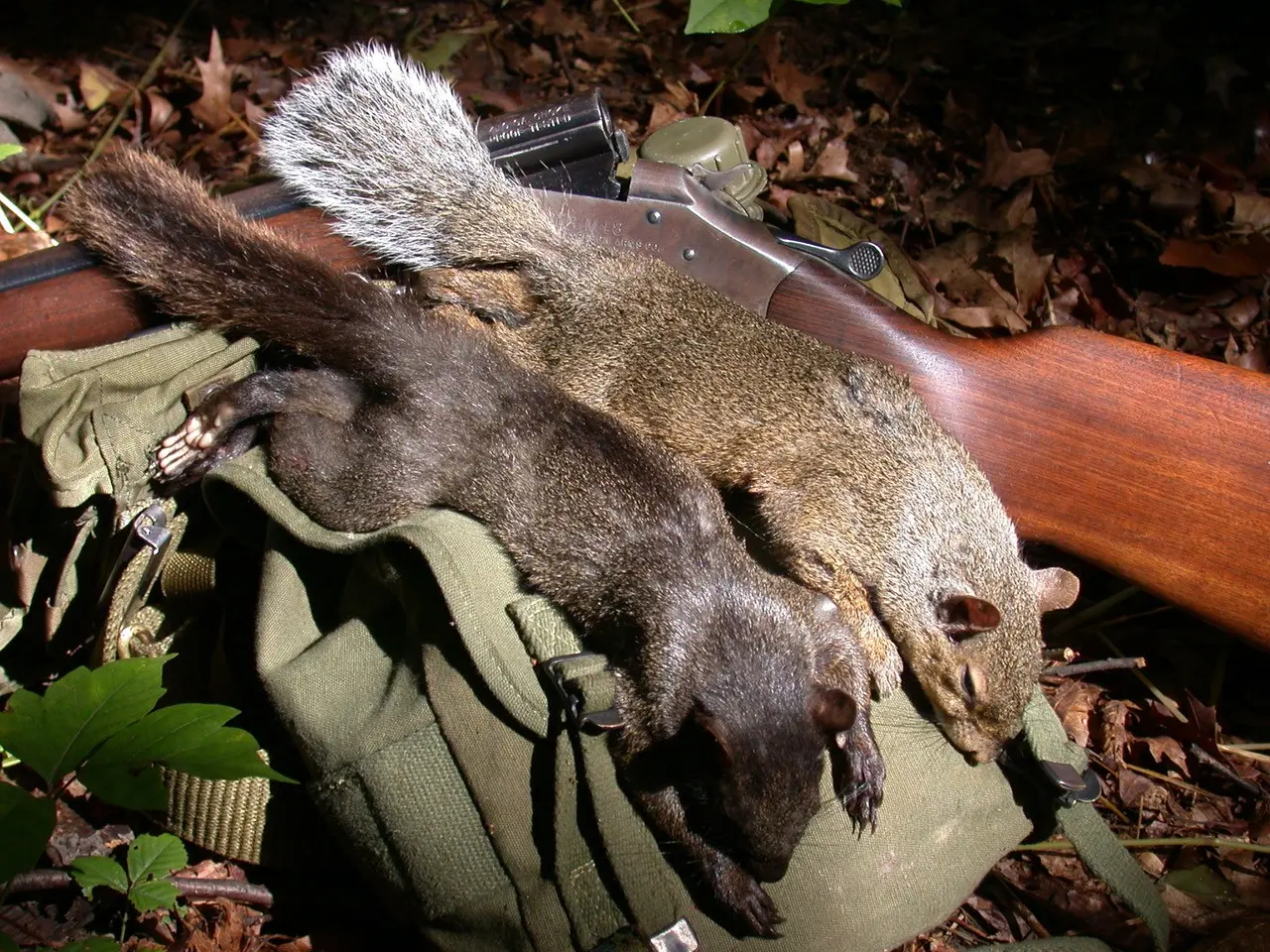 Two dead squirrels on a hunting pack next to a gun.