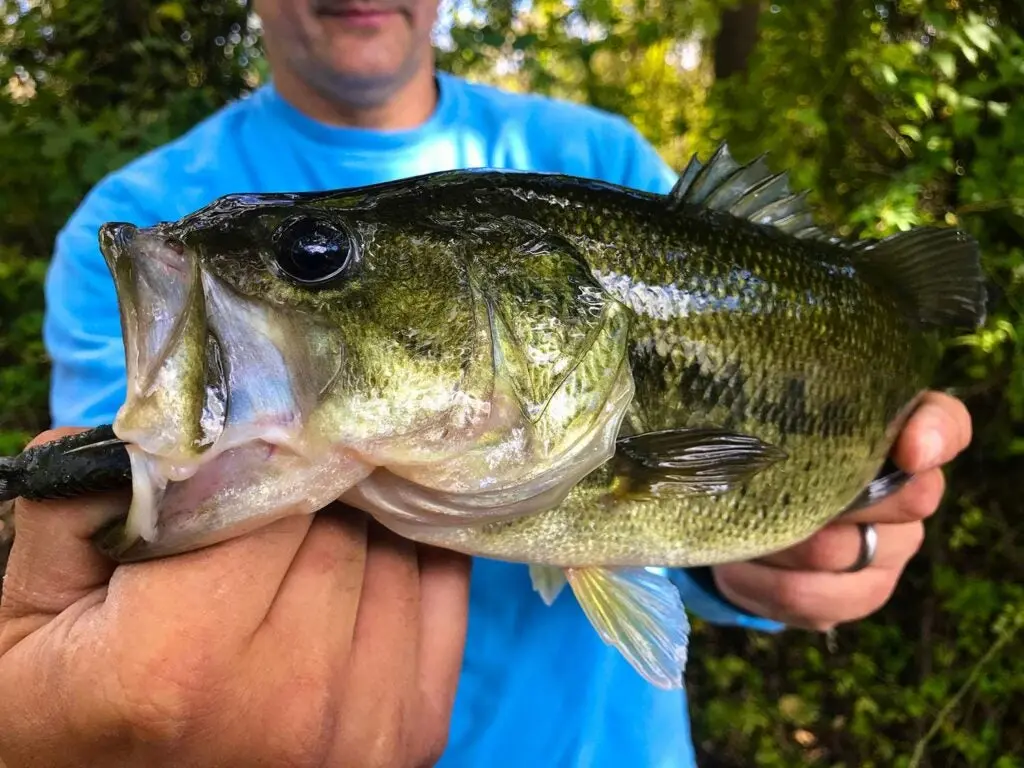 closeup detail of a largemouth bass