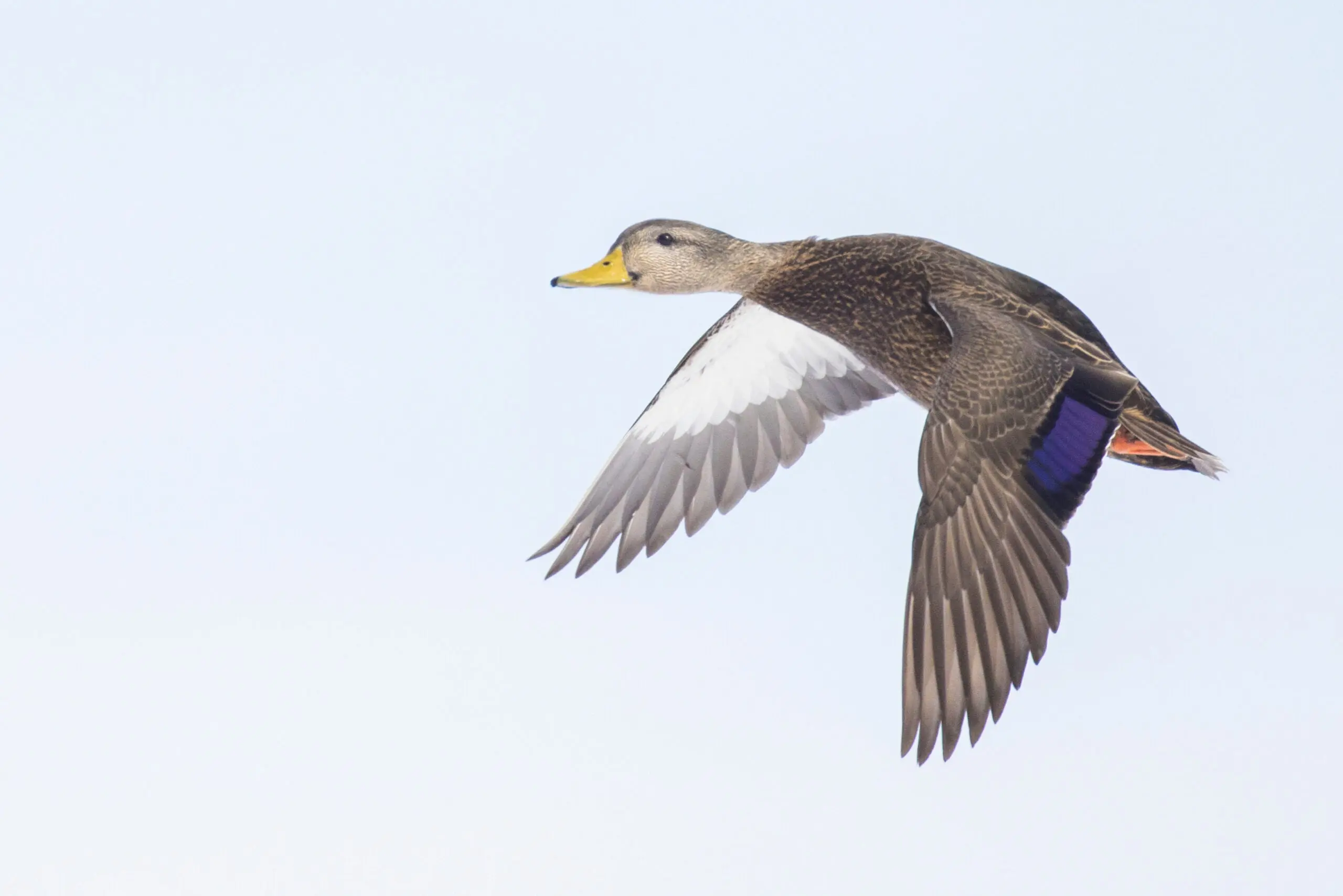 black duck flying through air